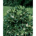 thumbnail image 4 of Bloomables® 2.25 gal. Star Flower Orion™ Illicium White Flowers- Live Shrub with Full Sun - 1 Piece, 4 of 6