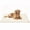 Beige, variant on Kobolaf Dog Cooling Mat Original Self Activating Pet Cool Pad for Large Medium Small Breeds Chew Resistant Washable Waterproof Foam Mattress Lightweight Travel Crate Bed for Summer Heat Relief