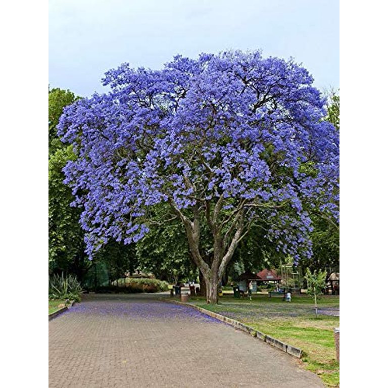 Blue Jacaranda Tree Seeds (20 Pack) - Excellent Bonsai Specimen - Exotic  Flowering Bonsai - Blooming Tree - Walmart.com
