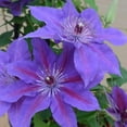 thumbnail image 7 of Clematis Edda - Live Starter Plant in a 2 Inch Growers Pot - Starter Plants Ready for The Garden - Rare Clematis for Collectors, 7 of 7