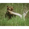 thumbnail image 2 of Zuckerman, Jim 32x26 White Modern Wood Framed Museum Art Print Titled - USA, Alaska Grizzly bear licks dead tree branch, 2 of 4