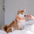 thumbnail image 1 of LEEYNEER Dog Collar Medium Dogs Waterproof PVC  Daily Use 1Pack, 1 of 7