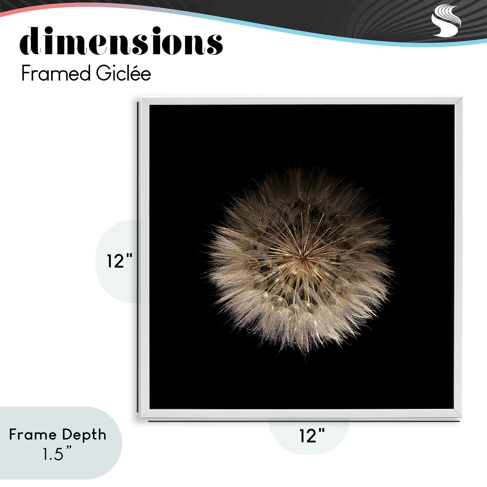 Stupell Industries Wispy Dandelion on Black White Framed Giclee Art, design by Beth Adoette