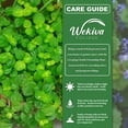 thumbnail image 3 of Creeping Charlie Friendship Plant - 5 Live Plants in 4 Inch Growers Pots - Pilea Nummulariifolia - Beautiful Textured Indoor Houseplant, 3 of 7