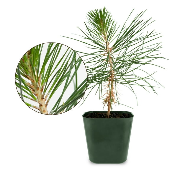 Japanese Black Pine Bonsai Tree, 3-5-Inch Tall Bonsai Tree Live, Live Plants for Outdoor or Indoor Garden, Mini Tree in 2-Inch Pot (1)