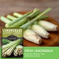 thumbnail image 4 of 5 packs Lemongrass Seeds - Non-GMO Heirloom Full Sun Perennial Herb, 4 of 8