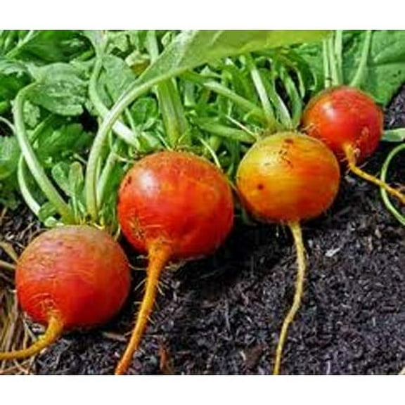 Beet Golden Detroit Great Heirloom Vegetable By Seed Kingdom 1 Lb Seeds