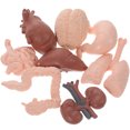 thumbnail image 4 of MasteelfCA 8Pcs Human Organ Model Anatomy Study Tools 3D Anatomy Model Prop Teaching Prop, 4 of 9