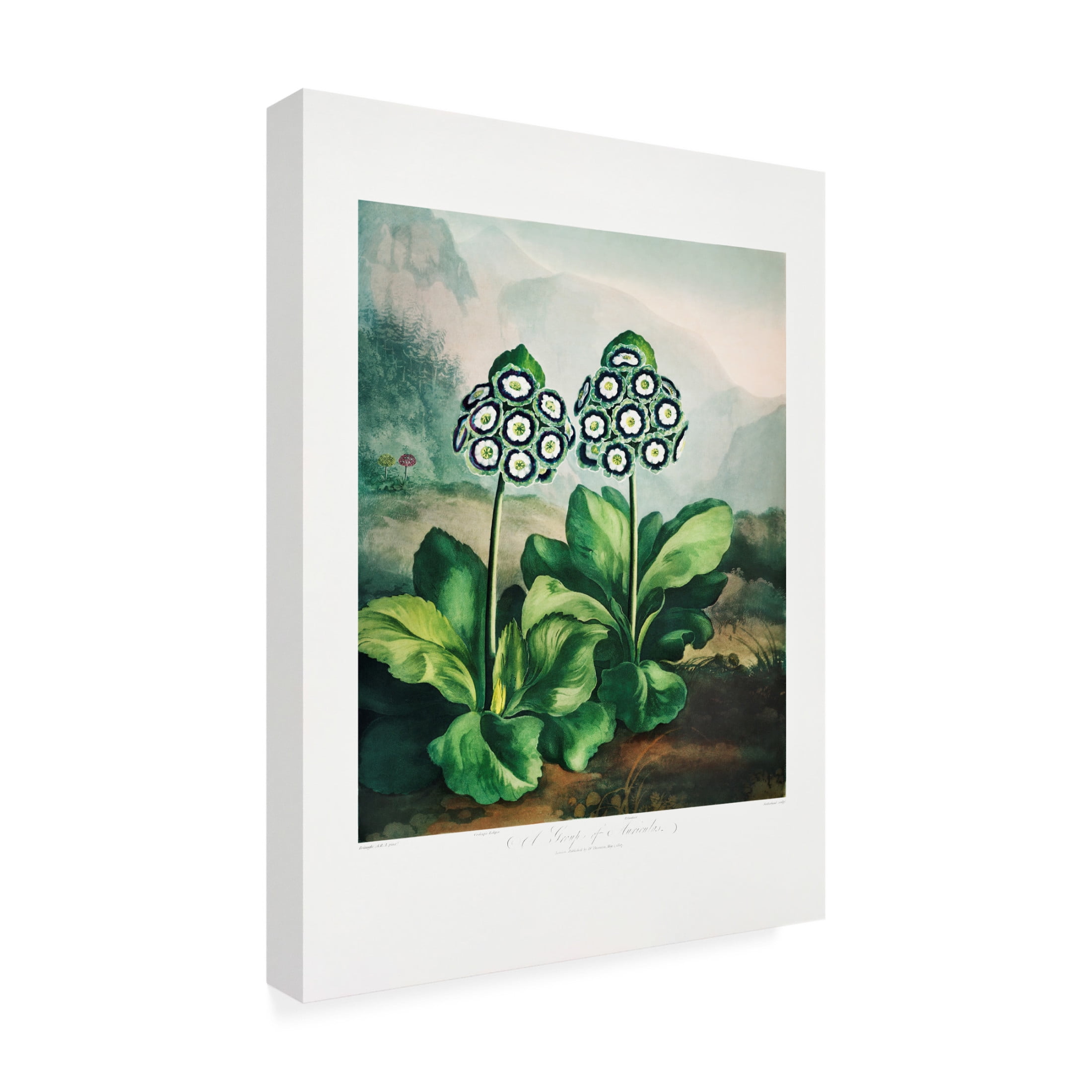 Trademark Fine Art Pictufy  A Group of Auriculas from The Temple of Flora 2 1807 Canvas Wall Art