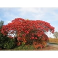 thumbnail image 2 of 50 STAGHORN SUMAC TREE Rhus Typhina Yellow Flowers Red Berries Seeds, 2 of 4
