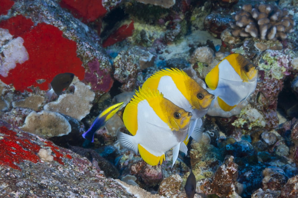 Three pyramid butterflyfish (Hemitaurichthys polylepis) line up for an endemic Hawaiian cleaner wrasse (Labroides phthirophagus) Maui Hawaii United States of America Canvas Art - Dave Fleetham Design