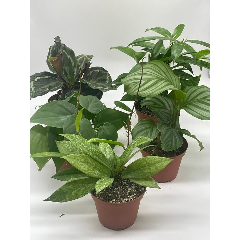 Premium Indoor Foliage Assortment, 5 Different Leafy House Plants in 4 inch  pots - Walmart.com