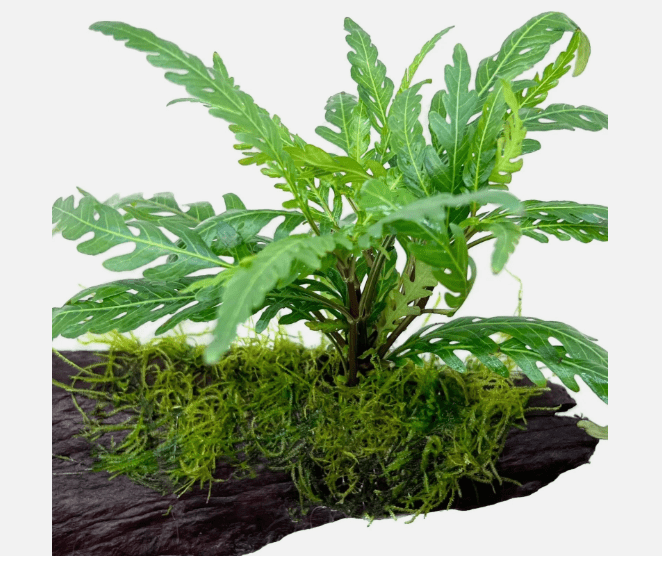 Hygrophila Pinnatifida Live Aquarium Plant – Single Bare Root Freshwater Aquatic Plant for Fish Tank Aquascaping