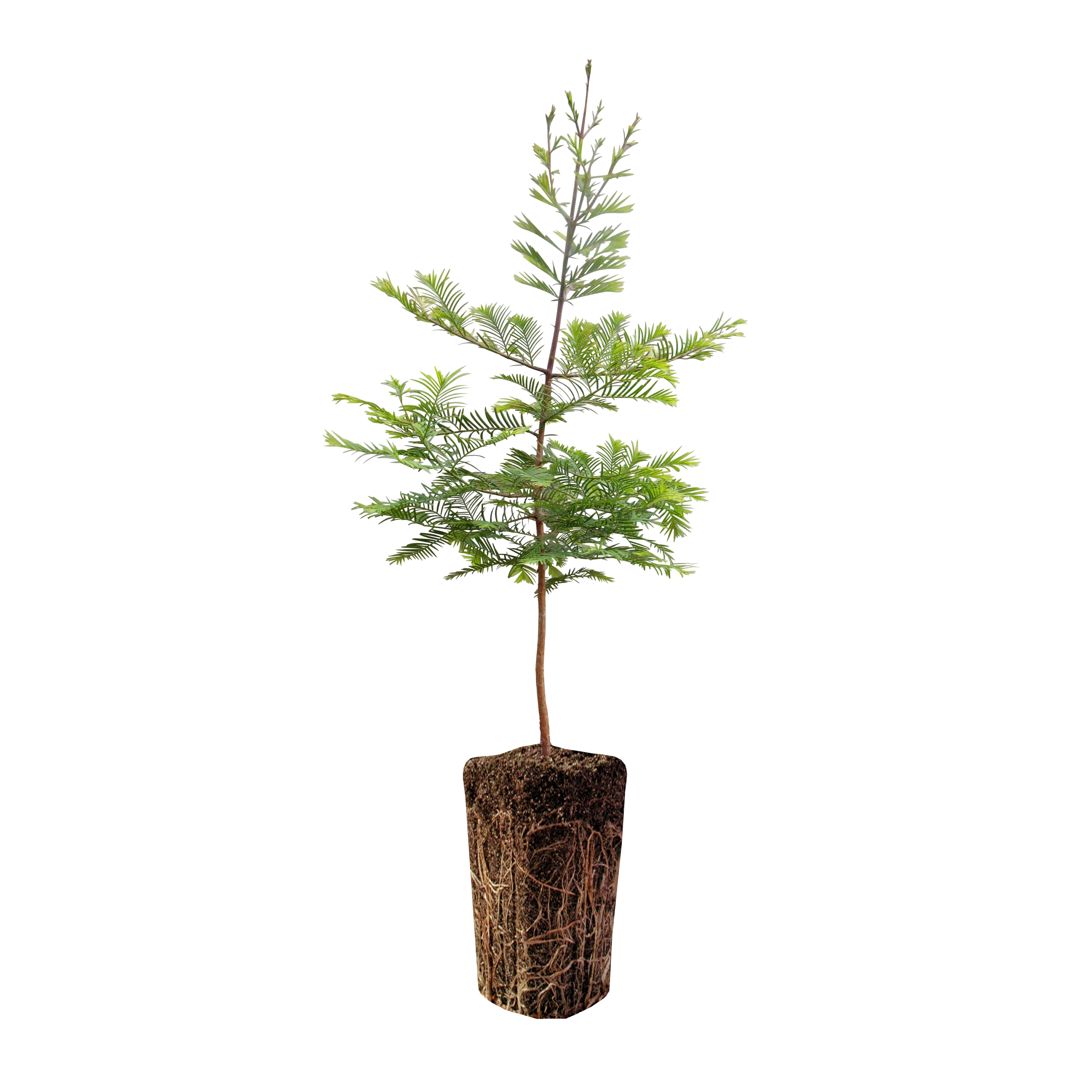 metasequoia seedling metasequoia seedling