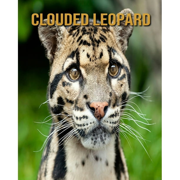 Clouded Leopard : Amazing Fun Facts and Pictures about Clouded Leopard