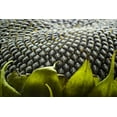 thumbnail image 6 of Organic Dry Roasted Sunflower Seeds with Himalayan Salt, 8 Pounds — Non-GMO, Kosher, Raw, Vegan — by Food to Live, 6 of 6