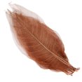 thumbnail image 3 of Abbracc 100Pcs Natural Magnolia Skeleton Leaf Leaves Card Scrapbook, 3 of 9