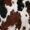 Brown Black White, variant on Erosebridal Cowhide Print Zipper Twin Comforter Sets with Fitted Sheet and 2 Pillowcases,Farm Animal Zipper Bedding Set,Brown Black White,Black Reversible