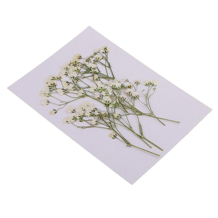 Naturally Dried Baby's Breath for Decor, Flower Arrangments, Resin