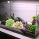 thumbnail image 5 of Decoraciones de plástico para peceras, nuevo paisajismo para peceras, bolas de flores artificiales y pajares., 5 of 5