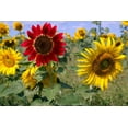 thumbnail image 4 of Sunflower Seeds for Planting Heirloom Non-GMO, Bulk Package of 15 Varieties Mix Seeds, Attracts Pollinators (2,500 Seeds), 4 of 5