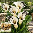 thumbnail image 3 of Calla Lily Bulbs,Low Maintenance - Easy Grow - Ideal For Beds Borders, Plant Pots & Planters, 3 of 5