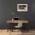 thumbnail image 3 of Herbert, Neal 32x23 White Modern Wood Framed Museum Art Print Titled - Cinnamon Black Bear Soda Butte Creek, Yellowstone National Park, 3 of 4