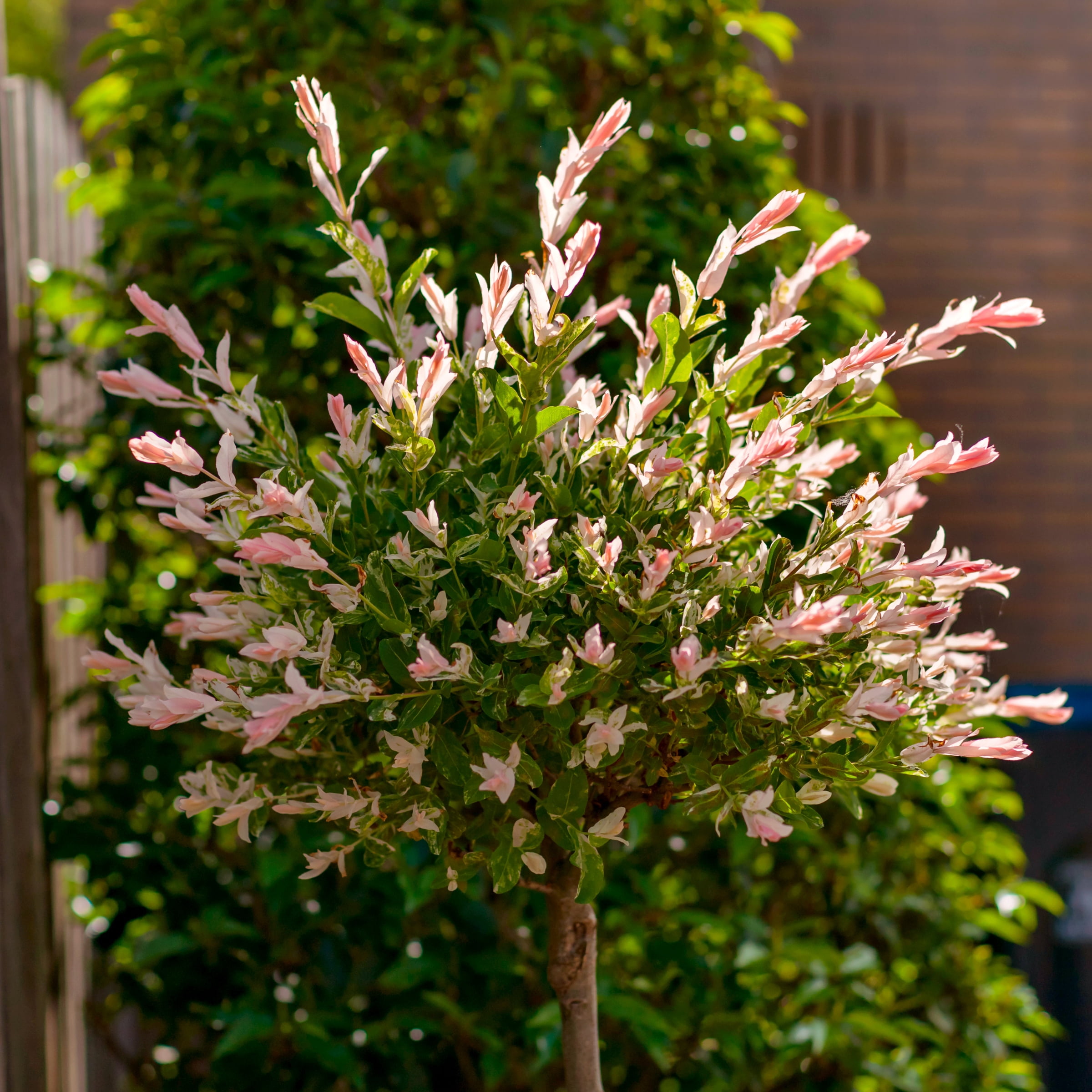 National Plant Network 3 gal Hakuro Nishiki Willow Live Tree