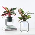 thumbnail image 2 of Soporte de Metal para plantas en maceta con maceta de hierro, soporte para estante, contenedor de plantas suculentas para interiores y exteriores, decoración del hogar, 2 of 5