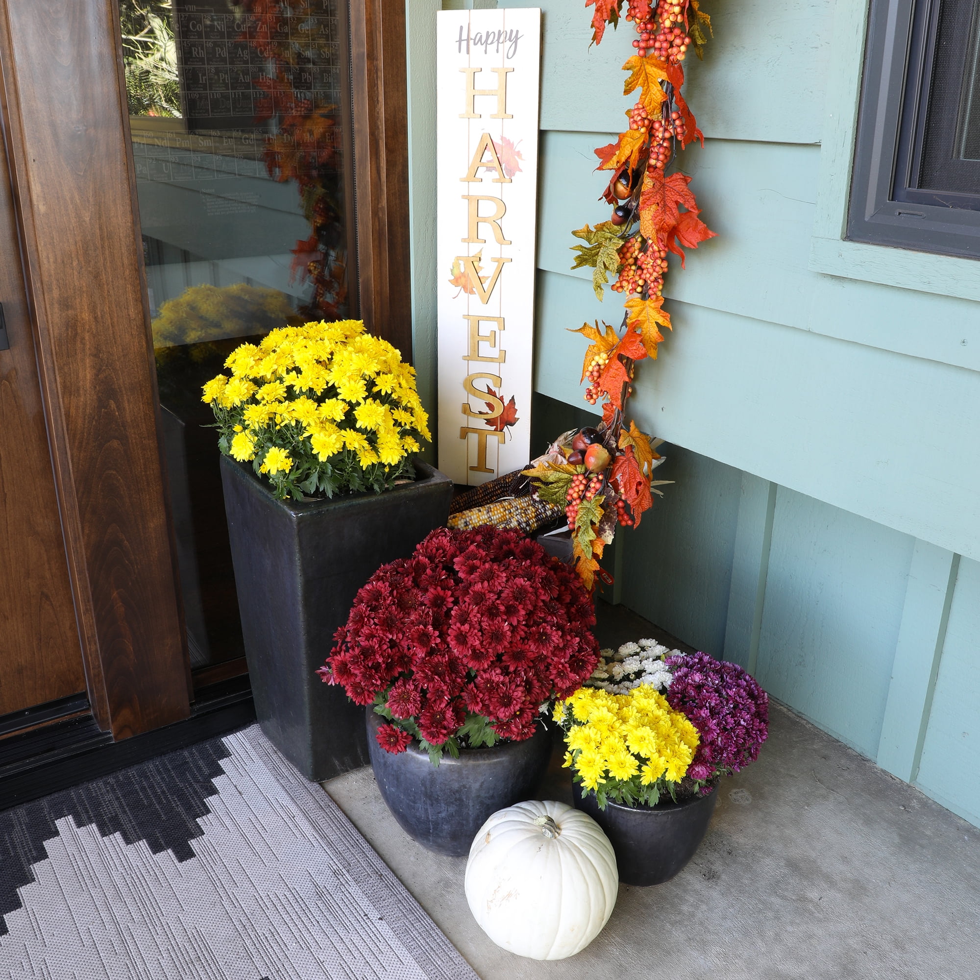 Better Homes & Gardens 1.5G Bronze Mums Live Plant in Decorative Pot, Abundant Color