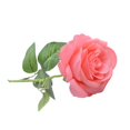 thumbnail image 2 of 20 Pieces/Kit Fake Roses Portable Solid Color Simulation Household Wedding Party Artificial Flower Branch Photography Prop, 2 of 10
