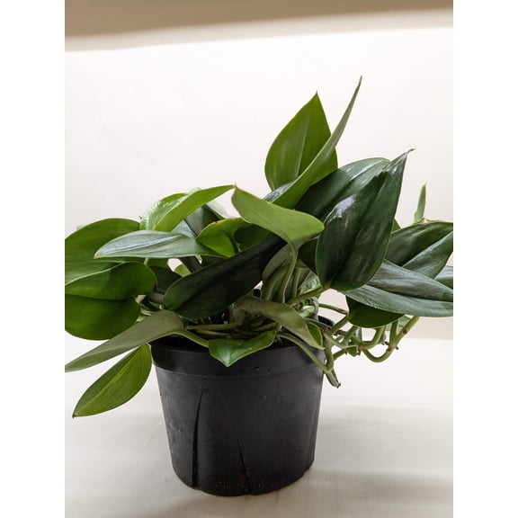 Scindapsus Platinum Java, 6" Pot, Indoor Houseplant, Easy Care, Live Plant for Indoor & Outdoor