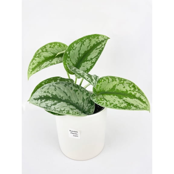Bumble Plants Scindapsus Pictus 'Exotica' Pothos - Full Live Colorful Houseplant in Nursery Pot, Easy Care, Indoor Plant for Beginners