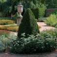thumbnail image 3 of Green Mountain Boxwood - Buxus 'Green Mountain', 3 of 5