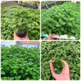 thumbnail image 5 of Set of 3 Mixed Mint Plants Live, Easy Grow Indoor Outdoor Herb Plants, Well Rooted Cold Hardy Herbs, 5 of 6