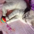 thumbnail image 3 of 10pcs Boule de Chat Mousse Interactive Boule de Chat Chiot Coloré, 3 of 5