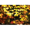 thumbnail image 2 of Alan Hausenflock 4x24 White Modern Wood Framed Wall Art Titled - Autumn Leaves II, 2 of 5