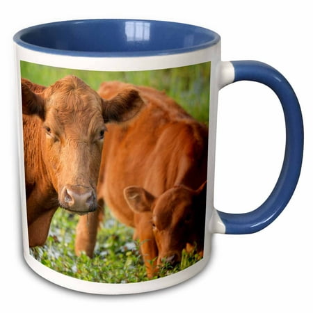 3dRose Red angus cow and calf drinking water from pond, Florida - Two Tone Blue Mug,