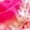 Pink, variant on Women’s Kota Doria Cotton Leheriya Lehenga Choli with Gota Patti Work, Stitched Skirt, Unstitched Blouse Piece and Dupatta (Pink)