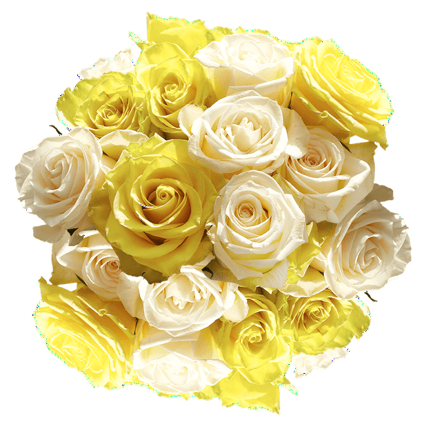 50 Stems of Roses 25 Yellow and 25 White Beautiful Fresh Cut Flowers