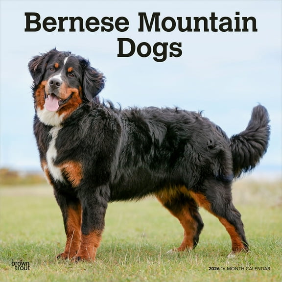 Bernese Mountain Dogs | 2026 12x24" (Hanging) Square Wall Calendar | BrownTrout
