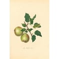 thumbnail image 2 of Thomas Andrew Knight 11x14 Black Ornate Wood Framed Double Matted Museum Art Print Titled: Oldfield Pear (1811), 2 of 5