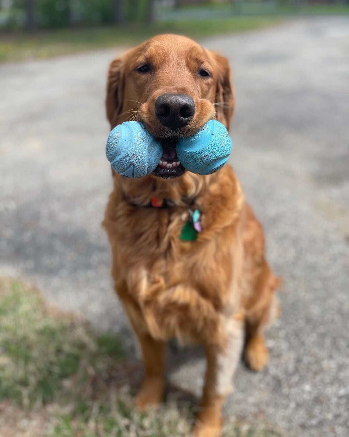 Chuckit! Jouet pour chien de taille moyenne Fetch Ball Ballon Moyen