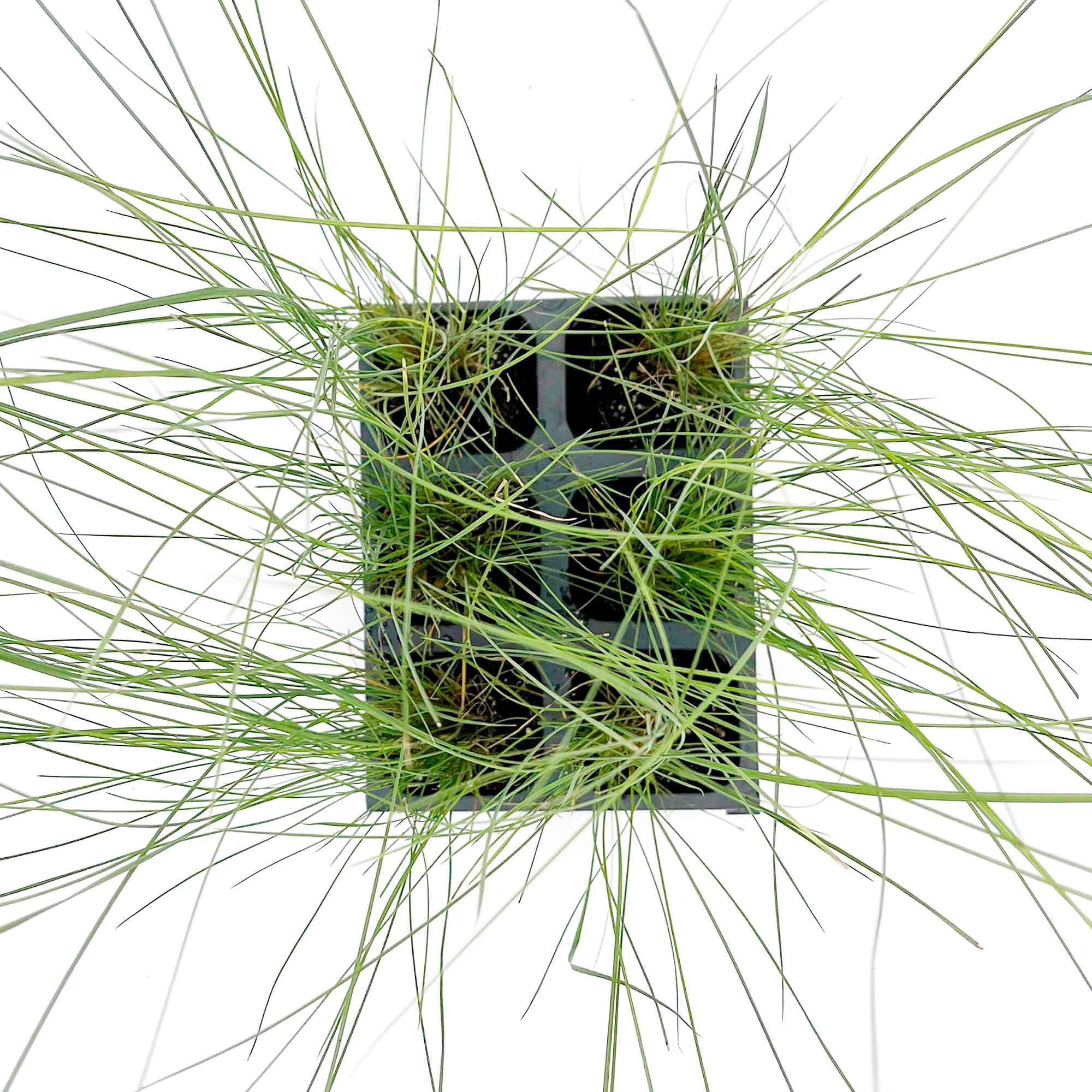6 Pink Muhly Grass – Ornamental Perennial Grass with Cotton-Candy Pink Plumes for Borders & Mass Planting (Muhlenbergia capillaris) in 2.5″ Cubes, Live Plants