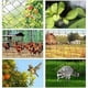 thumbnail image 3 of Red antipájaros, red para hojas, red para árboles, red para aviarios de aves de corral, protección de plantas de jardín, árboles frutales, flores y verduras, 7,5 mx 15 m, 3 of 5