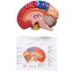 thumbnail image 3 of Cerebral Anatomical Model Anatomy 1:1 Half Brain Brainstem, 3 of 5