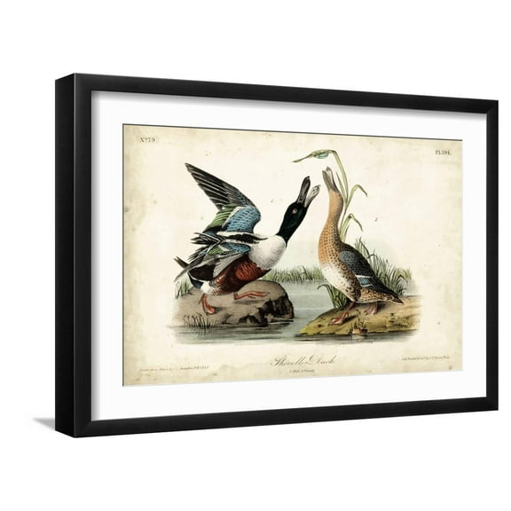 Art.com Audubon Ducks I Art Print by John James Audubon, Black Frame Wall Art, 23" x 17"