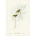 thumbnail image 2 of Gould, John 23x32 Gold Ornate Wood Framed with Double Matting Museum Art Print Titled - Striated Acanthiza-Acanthiza lineata, 2 of 4