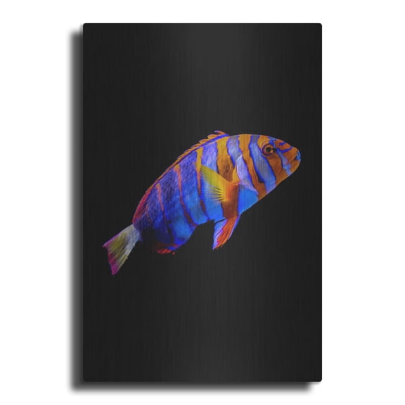 Luxe Metal Art 'Australian Harlequin Tuskfish' by Luxe Portfolio, Metal Wall Art, 24"x36"