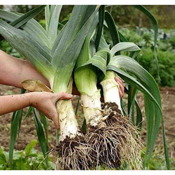 GSDWIUEW Graines Poireau Automne Légume Géant Héritage